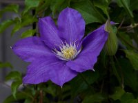 05-10-15-Ts Flowers