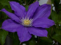 05-10-15-Ts Flowers-23112