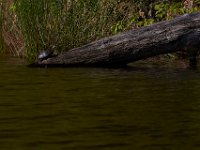 05-24-15-St Marys Lake-23858