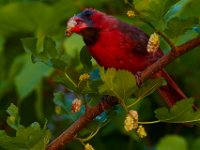 06-10-15-Cardinal-24261