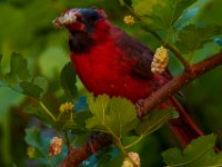 06-10-15-Cardinal-24263