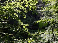 Poconos-July-2015-27855