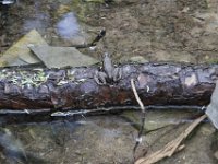 Poconos-July-2015-27980