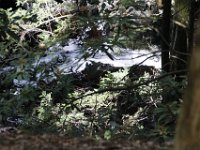Poconos-July-2015-28019