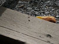 Poconos-July-2015-28051