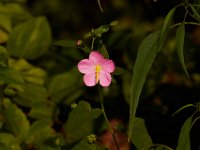 08-16-15-Nanjemoy-20165