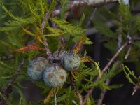 08-11-15-Alligator River-28997