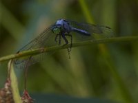 08-11-15-Alligator River-29009