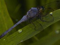 08-11-15-Alligator River-29024