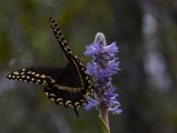 08-11-15-Alligator River-29258