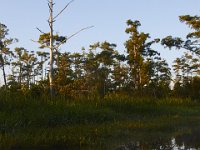 08-13-15-Alligator River-29359
