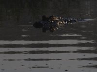 08-13-15-Alligator River-29382