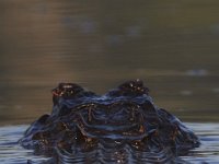 08-13-15-Alligator River-29431