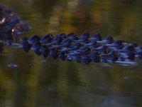 08-13-15-Alligator River-29447
