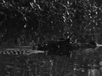 08-13-15-Alligator River-29451