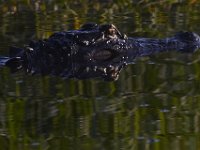 08-13-15-Alligator River-29452