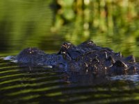 08-13-15-Alligator River-29565