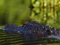 08-13-15-Alligator River-29566