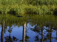 08-13-15-Alligator River-29592