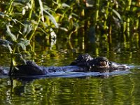08-13-15-Alligator River-29598