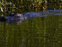 08-13-15-Alligator River-29601