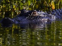 08-13-15-Alligator River-29602