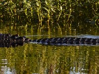 08-13-15-Alligator River-29612