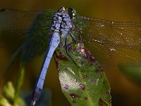 08-13-15-Alligator River-29656