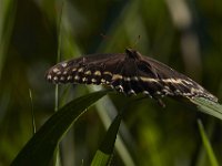 08-13-15-Alligator River-29699