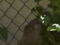 09-08-15-Rocky the Groundhog