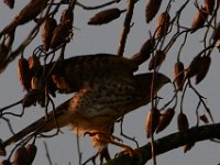 09-12-15-Tuckahoe-23111