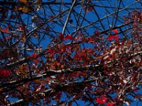 10-11-15-Piscataway-24675