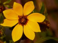 10-12-15-Mattawoman-25355