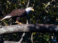 10-12-15-Mattawoman-25700