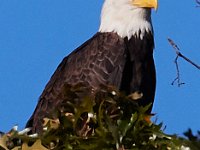 10-12-15-Mattawoman-25724