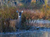 10-16-15-Selbys Landing-Mattaponi