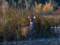 10-16-15-Mattaponi-26021