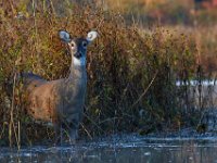 10-16-15-Mattaponi-26022 1