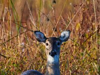 10-16-15-Mattaponi-26034