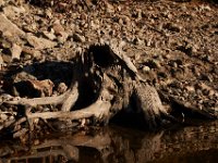 10-18-15-Rocky Gorge-26613