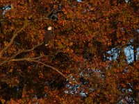 11-15-15-Nanjemoy-27921