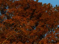 11-15-15-Nanjemoy-27940