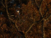 11-15-15-Nanjemoy-27961