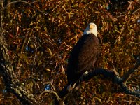 11-15-15-Nanjemoy-27968