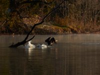 11-15-15-Nanjemoy-28058