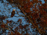 11-15-15-Nanjemoy-28177