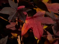 11-15-15-Nanjemoy-28304
