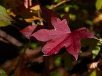 11-15-15-Nanjemoy-28309