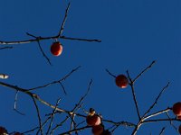 11-15-15-Nanjemoy-28317