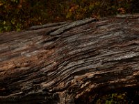 11-15-15-Nanjemoy-28318